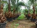 Butia eriospatha